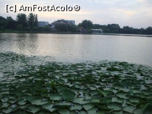 [P16] Ne-am îndreptat către una dintre băncuțele aflate pe malul lacului Neptun 1. Am avut surpriza să vedem aici pâlcuri de nuferi îmbobociți.  » foto by Floryn81
 - 
<span class="allrVoted glyphicon glyphicon-heart hidden" id="av752488"></span>
<a class="m-l-10 hidden" id="sv752488" onclick="voting_Foto_DelVot(,752488,14525)" role="button">șterge vot <span class="glyphicon glyphicon-remove"></span></a>
<a id="v9752488" class=" c-red"  onclick="voting_Foto_SetVot(752488)" role="button"><span class="glyphicon glyphicon-heart-empty"></span> <b>LIKE</b> = Votează poza</a> <img class="hidden"  id="f752488W9" src="/imagini/loader.gif" border="0" /><span class="AjErrMes hidden" id="e752488ErM"></span>