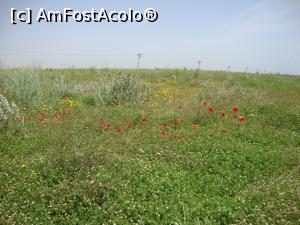 [P56] Ne-au plăcut floricele de iunie amestecate prin fân.  » foto by Floryn81
 - 
<span class="allrVoted glyphicon glyphicon-heart hidden" id="av752528"></span>
<a class="m-l-10 hidden" id="sv752528" onclick="voting_Foto_DelVot(,752528,14525)" role="button">șterge vot <span class="glyphicon glyphicon-remove"></span></a>
<a id="v9752528" class=" c-red"  onclick="voting_Foto_SetVot(752528)" role="button"><span class="glyphicon glyphicon-heart-empty"></span> <b>LIKE</b> = Votează poza</a> <img class="hidden"  id="f752528W9" src="/imagini/loader.gif" border="0" /><span class="AjErrMes hidden" id="e752528ErM"></span>