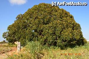 [P09] Ficus urias in Almoradi.  » foto by fregata
 - 
<span class="allrVoted glyphicon glyphicon-heart hidden" id="av437112"></span>
<a class="m-l-10 hidden" id="sv437112" onclick="voting_Foto_DelVot(,437112,14534)" role="button">șterge vot <span class="glyphicon glyphicon-remove"></span></a>
<a id="v9437112" class=" c-red"  onclick="voting_Foto_SetVot(437112)" role="button"><span class="glyphicon glyphicon-heart-empty"></span> <b>LIKE</b> = Votează poza</a> <img class="hidden"  id="f437112W9" src="/imagini/loader.gif" border="0" /><span class="AjErrMes hidden" id="e437112ErM"></span>