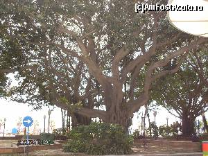 [P10] Parcul cu ficusi :)  » foto by Monaa
 - 
<span class="allrVoted glyphicon glyphicon-heart hidden" id="av517641"></span>
<a class="m-l-10 hidden" id="sv517641" onclick="voting_Foto_DelVot(,517641,14534)" role="button">șterge vot <span class="glyphicon glyphicon-remove"></span></a>
<a id="v9517641" class=" c-red"  onclick="voting_Foto_SetVot(517641)" role="button"><span class="glyphicon glyphicon-heart-empty"></span> <b>LIKE</b> = Votează poza</a> <img class="hidden"  id="f517641W9" src="/imagini/loader.gif" border="0" /><span class="AjErrMes hidden" id="e517641ErM"></span>