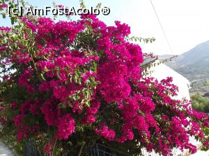 [P16] O bougainvillea în drum spre Myrtos, o dedicaţie pentru @ANILU » foto by irinad
 - 
<span class="allrVoted glyphicon glyphicon-heart hidden" id="av817908"></span>
<a class="m-l-10 hidden" id="sv817908" onclick="voting_Foto_DelVot(,817908,14654)" role="button">șterge vot <span class="glyphicon glyphicon-remove"></span></a>
<a id="v9817908" class=" c-red"  onclick="voting_Foto_SetVot(817908)" role="button"><span class="glyphicon glyphicon-heart-empty"></span> <b>LIKE</b> = Votează poza</a> <img class="hidden"  id="f817908W9" src="/imagini/loader.gif" border="0" /><span class="AjErrMes hidden" id="e817908ErM"></span>