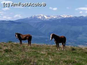 [P19] Doi căluți care mai intai s-au speriat de noi. După ce au văzut că suntem pașnici, au stat la fotografiat. » foto by Mika
 - 
<span class="allrVoted glyphicon glyphicon-heart hidden" id="av1299245"></span>
<a class="m-l-10 hidden" id="sv1299245" onclick="voting_Foto_DelVot(,1299245,14749)" role="button">șterge vot <span class="glyphicon glyphicon-remove"></span></a>
<a id="v91299245" class=" c-red"  onclick="voting_Foto_SetVot(1299245)" role="button"><span class="glyphicon glyphicon-heart-empty"></span> <b>LIKE</b> = Votează poza</a> <img class="hidden"  id="f1299245W9" src="/imagini/loader.gif" border="0" /><span class="AjErrMes hidden" id="e1299245ErM"></span>