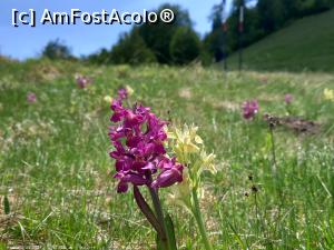 [P30] Orhidee sălbatică » foto by Mika
 - 
<span class="allrVoted glyphicon glyphicon-heart hidden" id="av1299256"></span>
<a class="m-l-10 hidden" id="sv1299256" onclick="voting_Foto_DelVot(,1299256,14749)" role="button">șterge vot <span class="glyphicon glyphicon-remove"></span></a>
<a id="v91299256" class=" c-red"  onclick="voting_Foto_SetVot(1299256)" role="button"><span class="glyphicon glyphicon-heart-empty"></span> <b>LIKE</b> = Votează poza</a> <img class="hidden"  id="f1299256W9" src="/imagini/loader.gif" border="0" /><span class="AjErrMes hidden" id="e1299256ErM"></span>