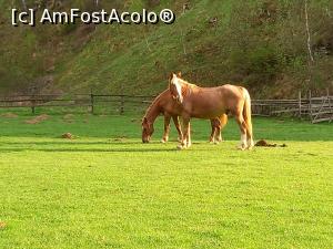 [P37] Locuitorii necuvantatori ai Fundăturii Ponorului » foto by Mika
 - 
<span class="allrVoted glyphicon glyphicon-heart hidden" id="av1299263"></span>
<a class="m-l-10 hidden" id="sv1299263" onclick="voting_Foto_DelVot(,1299263,14749)" role="button">șterge vot <span class="glyphicon glyphicon-remove"></span></a>
<a id="v91299263" class=" c-red"  onclick="voting_Foto_SetVot(1299263)" role="button"><span class="glyphicon glyphicon-heart-empty"></span> <b>LIKE</b> = Votează poza</a> <img class="hidden"  id="f1299263W9" src="/imagini/loader.gif" border="0" /><span class="AjErrMes hidden" id="e1299263ErM"></span>