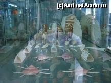 [P11] Forme deosebite ale melcilor in functie de zona de unde provin » foto by ionescunic
 - 
<span class="allrVoted glyphicon glyphicon-heart hidden" id="av43881"></span>
<a class="m-l-10 hidden" id="sv43881" onclick="voting_Foto_DelVot(,43881,14751)" role="button">șterge vot <span class="glyphicon glyphicon-remove"></span></a>
<a id="v943881" class=" c-red"  onclick="voting_Foto_SetVot(43881)" role="button"><span class="glyphicon glyphicon-heart-empty"></span> <b>LIKE</b> = Votează poza</a> <img class="hidden"  id="f43881W9" src="/imagini/loader.gif" border="0" /><span class="AjErrMes hidden" id="e43881ErM"></span>