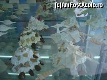 [P12] Bezele cu melci si scoici » foto by ionescunic
 - 
<span class="allrVoted glyphicon glyphicon-heart hidden" id="av43882"></span>
<a class="m-l-10 hidden" id="sv43882" onclick="voting_Foto_DelVot(,43882,14751)" role="button">șterge vot <span class="glyphicon glyphicon-remove"></span></a>
<a id="v943882" class=" c-red"  onclick="voting_Foto_SetVot(43882)" role="button"><span class="glyphicon glyphicon-heart-empty"></span> <b>LIKE</b> = Votează poza</a> <img class="hidden"  id="f43882W9" src="/imagini/loader.gif" border="0" /><span class="AjErrMes hidden" id="e43882ErM"></span>