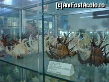 [P14] Melci cu coarne , sunt veninosi » foto by ionescunic
 - 
<span class="allrVoted glyphicon glyphicon-heart hidden" id="av43884"></span>
<a class="m-l-10 hidden" id="sv43884" onclick="voting_Foto_DelVot(,43884,14751)" role="button">șterge vot <span class="glyphicon glyphicon-remove"></span></a>
<a id="v943884" class=" c-red"  onclick="voting_Foto_SetVot(43884)" role="button"><span class="glyphicon glyphicon-heart-empty"></span> <b>LIKE</b> = Votează poza</a> <img class="hidden"  id="f43884W9" src="/imagini/loader.gif" border="0" /><span class="AjErrMes hidden" id="e43884ErM"></span>