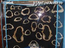 [P03] Dintisori de rechin diverse soiuri » foto by ionescunic
 - 
<span class="allrVoted glyphicon glyphicon-heart hidden" id="av43873"></span>
<a class="m-l-10 hidden" id="sv43873" onclick="voting_Foto_DelVot(,43873,14751)" role="button">șterge vot <span class="glyphicon glyphicon-remove"></span></a>
<a id="v943873" class=" c-red"  onclick="voting_Foto_SetVot(43873)" role="button"><span class="glyphicon glyphicon-heart-empty"></span> <b>LIKE</b> = Votează poza</a> <img class="hidden"  id="f43873W9" src="/imagini/loader.gif" border="0" /><span class="AjErrMes hidden" id="e43873ErM"></span>