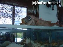 [P06] din cand in cand un peste furios » foto by ionescunic
 - 
<span class="allrVoted glyphicon glyphicon-heart hidden" id="av43876"></span>
<a class="m-l-10 hidden" id="sv43876" onclick="voting_Foto_DelVot(,43876,14751)" role="button">șterge vot <span class="glyphicon glyphicon-remove"></span></a>
<a id="v943876" class=" c-red"  onclick="voting_Foto_SetVot(43876)" role="button"><span class="glyphicon glyphicon-heart-empty"></span> <b>LIKE</b> = Votează poza</a> <img class="hidden"  id="f43876W9" src="/imagini/loader.gif" border="0" /><span class="AjErrMes hidden" id="e43876ErM"></span>