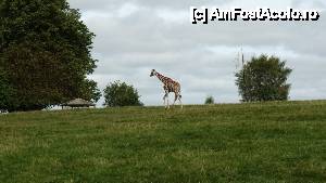 [P13] Prin savana afri... irlandeza » foto by DanCld
 - 
<span class="allrVoted glyphicon glyphicon-heart hidden" id="av466217"></span>
<a class="m-l-10 hidden" id="sv466217" onclick="voting_Foto_DelVot(,466217,14774)" role="button">șterge vot <span class="glyphicon glyphicon-remove"></span></a>
<a id="v9466217" class=" c-red"  onclick="voting_Foto_SetVot(466217)" role="button"><span class="glyphicon glyphicon-heart-empty"></span> <b>LIKE</b> = Votează poza</a> <img class="hidden"  id="f466217W9" src="/imagini/loader.gif" border="0" /><span class="AjErrMes hidden" id="e466217ErM"></span>