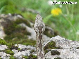 P15 [MAY-2014] Portret de vipera cu corn, in Cheile Tasnei