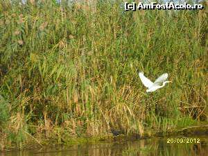 [P10] o egreta in zbor prin Delta » foto by delia58
 - 
<span class="allrVoted glyphicon glyphicon-heart hidden" id="av520704"></span>
<a class="m-l-10 hidden" id="sv520704" onclick="voting_Foto_DelVot(,520704,14885)" role="button">șterge vot <span class="glyphicon glyphicon-remove"></span></a>
<a id="v9520704" class=" c-red"  onclick="voting_Foto_SetVot(520704)" role="button"><span class="glyphicon glyphicon-heart-empty"></span> <b>LIKE</b> = Votează poza</a> <img class="hidden"  id="f520704W9" src="/imagini/loader.gif" border="0" /><span class="AjErrMes hidden" id="e520704ErM"></span>