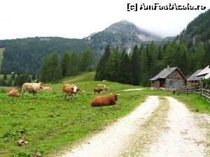 [P14] Tăuraşul buclucaş, cel roşcat din centrul fotografiei, care stă în picioare pe cărare. (Cărarea face o curbă la stânga in acea zonă). Taică-său, asta mare din prim-plan, a avut bunul simţ să stea jos pe iarbă :) » foto by saxonul
 - 
<span class="allrVoted glyphicon glyphicon-heart hidden" id="av547861"></span>
<a class="m-l-10 hidden" id="sv547861" onclick="voting_Foto_DelVot(,547861,14963)" role="button">șterge vot <span class="glyphicon glyphicon-remove"></span></a>
<a id="v9547861" class=" c-red"  onclick="voting_Foto_SetVot(547861)" role="button"><span class="glyphicon glyphicon-heart-empty"></span> <b>LIKE</b> = Votează poza</a> <img class="hidden"  id="f547861W9" src="/imagini/loader.gif" border="0" /><span class="AjErrMes hidden" id="e547861ErM"></span>