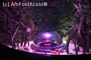 [P06] Puteai intra intr-o capsula sa vezi pestii » foto by crp1972
 - 
<span class="allrVoted glyphicon glyphicon-heart hidden" id="av1093313"></span>
<a class="m-l-10 hidden" id="sv1093313" onclick="voting_Foto_DelVot(,1093313,14995)" role="button">șterge vot <span class="glyphicon glyphicon-remove"></span></a>
<a id="v91093313" class=" c-red"  onclick="voting_Foto_SetVot(1093313)" role="button"><span class="glyphicon glyphicon-heart-empty"></span> <b>LIKE</b> = Votează poza</a> <img class="hidden"  id="f1093313W9" src="/imagini/loader.gif" border="0" /><span class="AjErrMes hidden" id="e1093313ErM"></span>