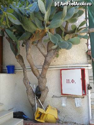 [P92] Hotel Pontos - Grădina sa de vis, un Paradis aproape de noi... Acest cactus era înalt cât etajul I...  » foto by Lyssys
 - 
<span class="allrVoted glyphicon glyphicon-heart hidden" id="av455897"></span>
<a class="m-l-10 hidden" id="sv455897" onclick="voting_Foto_DelVot(,455897,15066)" role="button">șterge vot <span class="glyphicon glyphicon-remove"></span></a>
<a id="v9455897" class=" c-red"  onclick="voting_Foto_SetVot(455897)" role="button"><span class="glyphicon glyphicon-heart-empty"></span> <b>LIKE</b> = Votează poza</a> <img class="hidden"  id="f455897W9" src="/imagini/loader.gif" border="0" /><span class="AjErrMes hidden" id="e455897ErM"></span>