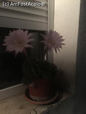 [P20] Acasă, la Mărășești, cactușii au înflorit în noaptea când am ajuns. Flori de-o noapte! » foto by Yersinia Pestis
 - 
<span class="allrVoted glyphicon glyphicon-heart hidden" id="av904130"></span>
<a class="m-l-10 hidden" id="sv904130" onclick="voting_Foto_DelVot(,904130,15092)" role="button">șterge vot <span class="glyphicon glyphicon-remove"></span></a>
<a id="v9904130" class=" c-red"  onclick="voting_Foto_SetVot(904130)" role="button"><span class="glyphicon glyphicon-heart-empty"></span> <b>LIKE</b> = Votează poza</a> <img class="hidden"  id="f904130W9" src="/imagini/loader.gif" border="0" /><span class="AjErrMes hidden" id="e904130ErM"></span>