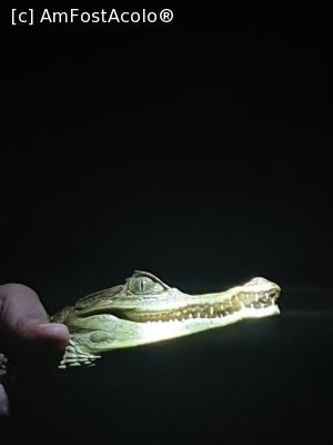 [P19] baby crocodil » foto by robert
 - 
<span class="allrVoted glyphicon glyphicon-heart hidden" id="av1130332"></span>
<a class="m-l-10 hidden" id="sv1130332" onclick="voting_Foto_DelVot(,1130332,15276)" role="button">șterge vot <span class="glyphicon glyphicon-remove"></span></a>
<a id="v91130332" class=" c-red"  onclick="voting_Foto_SetVot(1130332)" role="button"><span class="glyphicon glyphicon-heart-empty"></span> <b>LIKE</b> = Votează poza</a> <img class="hidden"  id="f1130332W9" src="/imagini/loader.gif" border="0" /><span class="AjErrMes hidden" id="e1130332ErM"></span>