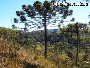 [P25] Campos do Jordao - ET Pines » foto by iib
 - 
<span class="allrVoted glyphicon glyphicon-heart hidden" id="av465977"></span>
<a class="m-l-10 hidden" id="sv465977" onclick="voting_Foto_DelVot(,465977,15313)" role="button">șterge vot <span class="glyphicon glyphicon-remove"></span></a>
<a id="v9465977" class=" c-red"  onclick="voting_Foto_SetVot(465977)" role="button"><span class="glyphicon glyphicon-heart-empty"></span> <b>LIKE</b> = Votează poza</a> <img class="hidden"  id="f465977W9" src="/imagini/loader.gif" border="0" /><span class="AjErrMes hidden" id="e465977ErM"></span>