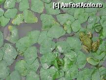 [P11]  -- <small>// FĂRĂ DESCRIERE</small> » foto by monikn
 - 
<span class="allrVoted glyphicon glyphicon-heart hidden" id="av103124"></span>
<a class="m-l-10 hidden" id="sv103124" onclick="voting_Foto_DelVot(,103124,15752)" role="button">șterge vot <span class="glyphicon glyphicon-remove"></span></a>
<a id="v9103124" class=" c-red"  onclick="voting_Foto_SetVot(103124)" role="button"><span class="glyphicon glyphicon-heart-empty"></span> <b>LIKE</b> = Votează poza</a> <img class="hidden"  id="f103124W9" src="/imagini/loader.gif" border="0" /><span class="AjErrMes hidden" id="e103124ErM"></span>