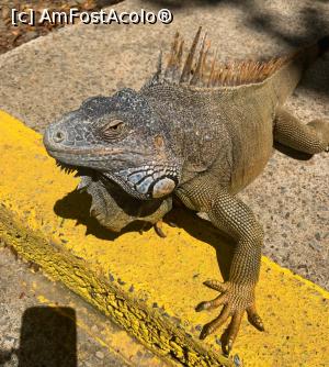 [P31] iguana în toată splendoarea ei » foto by robert
 - 
<span class="allrVoted glyphicon glyphicon-heart hidden" id="av1158241"></span>
<a class="m-l-10 hidden" id="sv1158241" onclick="voting_Foto_DelVot(,1158241,15814)" role="button">șterge vot <span class="glyphicon glyphicon-remove"></span></a>
<a id="v91158241" class=" c-red"  onclick="voting_Foto_SetVot(1158241)" role="button"><span class="glyphicon glyphicon-heart-empty"></span> <b>LIKE</b> = Votează poza</a> <img class="hidden"  id="f1158241W9" src="/imagini/loader.gif" border="0" /><span class="AjErrMes hidden" id="e1158241ErM"></span>