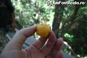 [P26] un fruct de guava - cu un gust foarte deosebit. Se poate manca in totalitate - are simburi mici si coaja subtire.  » foto by Pami*
 - 
<span class="allrVoted glyphicon glyphicon-heart hidden" id="av487772"></span>
<a class="m-l-10 hidden" id="sv487772" onclick="voting_Foto_DelVot(,487772,15844)" role="button">șterge vot <span class="glyphicon glyphicon-remove"></span></a>
<a id="v9487772" class=" c-red"  onclick="voting_Foto_SetVot(487772)" role="button"><span class="glyphicon glyphicon-heart-empty"></span> <b>LIKE</b> = Votează poza</a> <img class="hidden"  id="f487772W9" src="/imagini/loader.gif" border="0" /><span class="AjErrMes hidden" id="e487772ErM"></span>