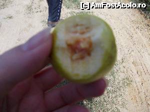 [P27] fruct de guava (poza este cam nereusita)  » foto by Pami*
 - 
<span class="allrVoted glyphicon glyphicon-heart hidden" id="av487773"></span>
<a class="m-l-10 hidden" id="sv487773" onclick="voting_Foto_DelVot(,487773,15844)" role="button">șterge vot <span class="glyphicon glyphicon-remove"></span></a>
<a id="v9487773" class=" c-red"  onclick="voting_Foto_SetVot(487773)" role="button"><span class="glyphicon glyphicon-heart-empty"></span> <b>LIKE</b> = Votează poza</a> <img class="hidden"  id="f487773W9" src="/imagini/loader.gif" border="0" /><span class="AjErrMes hidden" id="e487773ErM"></span>