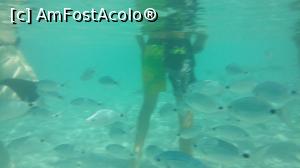 [P07] Snorkeling at Agiofili Beach » foto by raducondurache
 - 
<span class="allrVoted glyphicon glyphicon-heart hidden" id="av890212"></span>
<a class="m-l-10 hidden" id="sv890212" onclick="voting_Foto_DelVot(,890212,16212)" role="button">șterge vot <span class="glyphicon glyphicon-remove"></span></a>
<a id="v9890212" class=" c-red"  onclick="voting_Foto_SetVot(890212)" role="button"><span class="glyphicon glyphicon-heart-empty"></span> <b>LIKE</b> = Votează poza</a> <img class="hidden"  id="f890212W9" src="/imagini/loader.gif" border="0" /><span class="AjErrMes hidden" id="e890212ErM"></span>