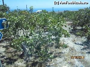 [P05] Livada de fistic » foto by marsus
 - 
<span class="allrVoted glyphicon glyphicon-heart hidden" id="av533795"></span>
<a class="m-l-10 hidden" id="sv533795" onclick="voting_Foto_DelVot(,533795,16213)" role="button">șterge vot <span class="glyphicon glyphicon-remove"></span></a>
<a id="v9533795" class=" c-red"  onclick="voting_Foto_SetVot(533795)" role="button"><span class="glyphicon glyphicon-heart-empty"></span> <b>LIKE</b> = Votează poza</a> <img class="hidden"  id="f533795W9" src="/imagini/loader.gif" border="0" /><span class="AjErrMes hidden" id="e533795ErM"></span>