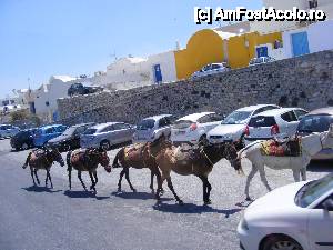 [P05] Un mijloc de transport popular in Santorini » foto by corinka
 - 
<span class="allrVoted glyphicon glyphicon-heart hidden" id="av456939"></span>
<a class="m-l-10 hidden" id="sv456939" onclick="voting_Foto_DelVot(,456939,16213)" role="button">șterge vot <span class="glyphicon glyphicon-remove"></span></a>
<a id="v9456939" class=" c-red"  onclick="voting_Foto_SetVot(456939)" role="button"><span class="glyphicon glyphicon-heart-empty"></span> <b>LIKE</b> = Votează poza</a> <img class="hidden"  id="f456939W9" src="/imagini/loader.gif" border="0" /><span class="AjErrMes hidden" id="e456939ErM"></span>
