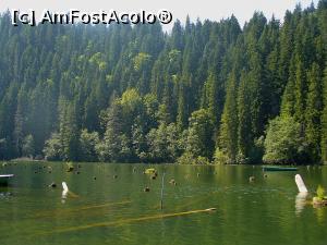 [P25] Lacul Rosu.  » foto by Slider Zoltan
 - 
<span class="allrVoted glyphicon glyphicon-heart hidden" id="av780633"></span>
<a class="m-l-10 hidden" id="sv780633" onclick="voting_Foto_DelVot(,780633,16240)" role="button">șterge vot <span class="glyphicon glyphicon-remove"></span></a>
<a id="v9780633" class=" c-red"  onclick="voting_Foto_SetVot(780633)" role="button"><span class="glyphicon glyphicon-heart-empty"></span> <b>LIKE</b> = Votează poza</a> <img class="hidden"  id="f780633W9" src="/imagini/loader.gif" border="0" /><span class="AjErrMes hidden" id="e780633ErM"></span>