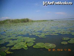 P05 [MAY-2014] Tot nuferii din Delta Dunarii