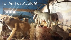 [P25] Animale sălbatice din Africa la muzeul din Alpenwildpark Feld am See. Zona Millstatt, provincia Carinthia, Austria.  » foto by traian.leuca †
 - 
<span class="allrVoted glyphicon glyphicon-heart hidden" id="av706156"></span>
<a class="m-l-10 hidden" id="sv706156" onclick="voting_Foto_DelVot(,706156,16402)" role="button">șterge vot <span class="glyphicon glyphicon-remove"></span></a>
<a id="v9706156" class=" c-red"  onclick="voting_Foto_SetVot(706156)" role="button"><span class="glyphicon glyphicon-heart-empty"></span> <b>LIKE</b> = Votează poza</a> <img class="hidden"  id="f706156W9" src="/imagini/loader.gif" border="0" /><span class="AjErrMes hidden" id="e706156ErM"></span>