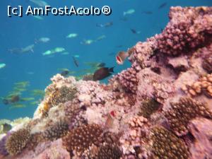 [P88] Rixos Sharm - O alegere excelentă - snorkeling la capătul pontonului » foto by nicole33
 - 
<span class="allrVoted glyphicon glyphicon-heart hidden" id="av1235515"></span>
<a class="m-l-10 hidden" id="sv1235515" onclick="voting_Foto_DelVot(,1235515,16490)" role="button">șterge vot <span class="glyphicon glyphicon-remove"></span></a>
<a id="v91235515" class=" c-red"  onclick="voting_Foto_SetVot(1235515)" role="button"><span class="glyphicon glyphicon-heart-empty"></span> <b>LIKE</b> = Votează poza</a> <img class="hidden"  id="f1235515W9" src="/imagini/loader.gif" border="0" /><span class="AjErrMes hidden" id="e1235515ErM"></span>