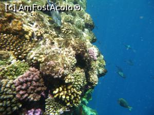 [P90] Rixos Sharm - O alegere excelentă - snorkeling la capătul pontonului » foto by nicole33
 - 
<span class="allrVoted glyphicon glyphicon-heart hidden" id="av1235517"></span>
<a class="m-l-10 hidden" id="sv1235517" onclick="voting_Foto_DelVot(,1235517,16490)" role="button">șterge vot <span class="glyphicon glyphicon-remove"></span></a>
<a id="v91235517" class=" c-red"  onclick="voting_Foto_SetVot(1235517)" role="button"><span class="glyphicon glyphicon-heart-empty"></span> <b>LIKE</b> = Votează poza</a> <img class="hidden"  id="f1235517W9" src="/imagini/loader.gif" border="0" /><span class="AjErrMes hidden" id="e1235517ErM"></span>