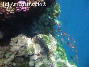 [P91] Rixos Sharm - O alegere excelentă - snorkeling la capătul pontonului » foto by nicole33
 - 
<span class="allrVoted glyphicon glyphicon-heart hidden" id="av1235518"></span>
<a class="m-l-10 hidden" id="sv1235518" onclick="voting_Foto_DelVot(,1235518,16490)" role="button">șterge vot <span class="glyphicon glyphicon-remove"></span></a>
<a id="v91235518" class=" c-red"  onclick="voting_Foto_SetVot(1235518)" role="button"><span class="glyphicon glyphicon-heart-empty"></span> <b>LIKE</b> = Votează poza</a> <img class="hidden"  id="f1235518W9" src="/imagini/loader.gif" border="0" /><span class="AjErrMes hidden" id="e1235518ErM"></span>