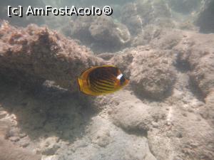 [P97] Rixos Sharm - O alegere excelentă - 'la băltoacă' » foto by nicole33
 - 
<span class="allrVoted glyphicon glyphicon-heart hidden" id="av1235524"></span>
<a class="m-l-10 hidden" id="sv1235524" onclick="voting_Foto_DelVot(,1235524,16490)" role="button">șterge vot <span class="glyphicon glyphicon-remove"></span></a>
<a id="v91235524" class=" c-red"  onclick="voting_Foto_SetVot(1235524)" role="button"><span class="glyphicon glyphicon-heart-empty"></span> <b>LIKE</b> = Votează poza</a> <img class="hidden"  id="f1235524W9" src="/imagini/loader.gif" border="0" /><span class="AjErrMes hidden" id="e1235524ErM"></span>