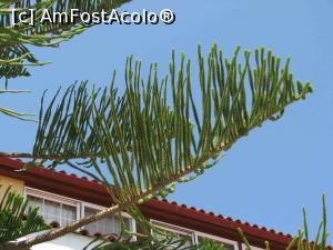 [P05] Araucaria » foto by Ruxandra R
 - 
<span class="allrVoted glyphicon glyphicon-heart hidden" id="av759314"></span>
<a class="m-l-10 hidden" id="sv759314" onclick="voting_Foto_DelVot(,759314,16617)" role="button">șterge vot <span class="glyphicon glyphicon-remove"></span></a>
<a id="v9759314" class=" c-red"  onclick="voting_Foto_SetVot(759314)" role="button"><span class="glyphicon glyphicon-heart-empty"></span> <b>LIKE</b> = Votează poza</a> <img class="hidden"  id="f759314W9" src="/imagini/loader.gif" border="0" /><span class="AjErrMes hidden" id="e759314ErM"></span>