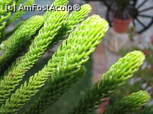 [P07] Araucaria - macro » foto by Ruxandra R
 - 
<span class="allrVoted glyphicon glyphicon-heart hidden" id="av759316"></span>
<a class="m-l-10 hidden" id="sv759316" onclick="voting_Foto_DelVot(,759316,16617)" role="button">șterge vot <span class="glyphicon glyphicon-remove"></span></a>
<a id="v9759316" class=" c-red"  onclick="voting_Foto_SetVot(759316)" role="button"><span class="glyphicon glyphicon-heart-empty"></span> <b>LIKE</b> = Votează poza</a> <img class="hidden"  id="f759316W9" src="/imagini/loader.gif" border="0" /><span class="AjErrMes hidden" id="e759316ErM"></span>