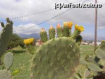 [P12] Sau tot cactusul » foto by androstef
 - 
<span class="allrVoted glyphicon glyphicon-heart hidden" id="av496957"></span>
<a class="m-l-10 hidden" id="sv496957" onclick="voting_Foto_DelVot(,496957,16617)" role="button">șterge vot <span class="glyphicon glyphicon-remove"></span></a>
<a id="v9496957" class=" c-red"  onclick="voting_Foto_SetVot(496957)" role="button"><span class="glyphicon glyphicon-heart-empty"></span> <b>LIKE</b> = Votează poza</a> <img class="hidden"  id="f496957W9" src="/imagini/loader.gif" border="0" /><span class="AjErrMes hidden" id="e496957ErM"></span>