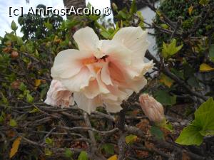 [P21] Puerto de la Cruz - Blue Sea Puerto Resort. Gardul viu. » foto by iulianic
 - 
<span class="allrVoted glyphicon glyphicon-heart hidden" id="av1423634"></span>
<a class="m-l-10 hidden" id="sv1423634" onclick="voting_Foto_DelVot(,1423634,16618)" role="button">șterge vot <span class="glyphicon glyphicon-remove"></span></a>
<a id="v91423634" class=" c-red"  onclick="voting_Foto_SetVot(1423634)" role="button"><span class="glyphicon glyphicon-heart-empty"></span> <b>LIKE</b> = Votează poza</a> <img class="hidden"  id="f1423634W9" src="/imagini/loader.gif" border="0" /><span class="AjErrMes hidden" id="e1423634ErM"></span>