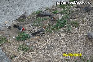 [P11] Hanauma Bay pasari cardinal » foto by delia58
 - 
<span class="allrVoted glyphicon glyphicon-heart hidden" id="av519705"></span>
<a class="m-l-10 hidden" id="sv519705" onclick="voting_Foto_DelVot(,519705,16658)" role="button">șterge vot <span class="glyphicon glyphicon-remove"></span></a>
<a id="v9519705" class=" c-red"  onclick="voting_Foto_SetVot(519705)" role="button"><span class="glyphicon glyphicon-heart-empty"></span> <b>LIKE</b> = Votează poza</a> <img class="hidden"  id="f519705W9" src="/imagini/loader.gif" border="0" /><span class="AjErrMes hidden" id="e519705ErM"></span>