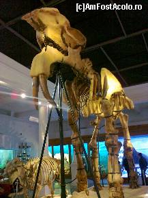 [P01] Scheletul singurului Deinotherium gigantissimum descoperit integral până azi - vedeta de 4,5 m înălţime » foto by Klaudyia
 - 
<span class="allrVoted glyphicon glyphicon-heart hidden" id="av481396"></span>
<a class="m-l-10 hidden" id="sv481396" onclick="voting_Foto_DelVot(,481396,16852)" role="button">șterge vot <span class="glyphicon glyphicon-remove"></span></a>
<a id="v9481396" class=" c-red"  onclick="voting_Foto_SetVot(481396)" role="button"><span class="glyphicon glyphicon-heart-empty"></span> <b>LIKE</b> = Votează poza</a> <img class="hidden"  id="f481396W9" src="/imagini/loader.gif" border="0" /><span class="AjErrMes hidden" id="e481396ErM"></span>