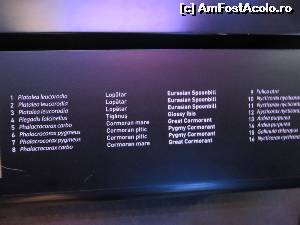 [P16] Același panou informativ conținând denumirea comună și cea științifică a animalelor din dioramă.  » foto by tata123 🔱
 - 
<span class="allrVoted glyphicon glyphicon-heart hidden" id="av618868"></span>
<a class="m-l-10 hidden" id="sv618868" onclick="voting_Foto_DelVot(,618868,16852)" role="button">șterge vot <span class="glyphicon glyphicon-remove"></span></a>
<a id="v9618868" class=" c-red"  onclick="voting_Foto_SetVot(618868)" role="button"><span class="glyphicon glyphicon-heart-empty"></span> <b>LIKE</b> = Votează poza</a> <img class="hidden"  id="f618868W9" src="/imagini/loader.gif" border="0" /><span class="AjErrMes hidden" id="e618868ErM"></span>