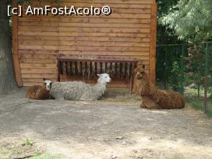 [P47] Animalele se bucurau de umbra copacilor din zonă.  » foto by Floryn81
 - 
<span class="allrVoted glyphicon glyphicon-heart hidden" id="av754198"></span>
<a class="m-l-10 hidden" id="sv754198" onclick="voting_Foto_DelVot(,754198,16883)" role="button">șterge vot <span class="glyphicon glyphicon-remove"></span></a>
<a id="v9754198" class=" c-red"  onclick="voting_Foto_SetVot(754198)" role="button"><span class="glyphicon glyphicon-heart-empty"></span> <b>LIKE</b> = Votează poza</a> <img class="hidden"  id="f754198W9" src="/imagini/loader.gif" border="0" /><span class="AjErrMes hidden" id="e754198ErM"></span>