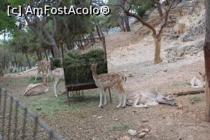 [P19] Creta, Mănăstirea Gonia Odigitria, Căprioarele au refuzat invitația la pozare, și-au continuat masa sau siesta, sunt în parcul de lângă parcare... » foto by mprofeanu
 - 
<span class="allrVoted glyphicon glyphicon-heart hidden" id="av1299074"></span>
<a class="m-l-10 hidden" id="sv1299074" onclick="voting_Foto_DelVot(,1299074,16947)" role="button">șterge vot <span class="glyphicon glyphicon-remove"></span></a>
<a id="v91299074" class=" c-red"  onclick="voting_Foto_SetVot(1299074)" role="button"><span class="glyphicon glyphicon-heart-empty"></span> <b>LIKE</b> = Votează poza</a> <img class="hidden"  id="f1299074W9" src="/imagini/loader.gif" border="0" /><span class="AjErrMes hidden" id="e1299074ErM"></span>