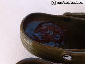 [P33] jelly fish 'pescuit' cu slapul, atentie, inteapa rau!  » foto by icata24
 - 
<span class="allrVoted glyphicon glyphicon-heart hidden" id="av539427"></span>
<a class="m-l-10 hidden" id="sv539427" onclick="voting_Foto_DelVot(,539427,17058)" role="button">șterge vot <span class="glyphicon glyphicon-remove"></span></a>
<a id="v9539427" class=" c-red"  onclick="voting_Foto_SetVot(539427)" role="button"><span class="glyphicon glyphicon-heart-empty"></span> <b>LIKE</b> = Votează poza</a> <img class="hidden"  id="f539427W9" src="/imagini/loader.gif" border="0" /><span class="AjErrMes hidden" id="e539427ErM"></span>