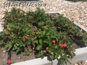 [P04] Capsuni in gradinita cu plante aromatice si condimente.  » foto by TEOANCA
 - 
<span class="allrVoted glyphicon glyphicon-heart hidden" id="av769792"></span>
<a class="m-l-10 hidden" id="sv769792" onclick="voting_Foto_DelVot(,769792,17212)" role="button">șterge vot <span class="glyphicon glyphicon-remove"></span></a>
<a id="v9769792" class=" c-red"  onclick="voting_Foto_SetVot(769792)" role="button"><span class="glyphicon glyphicon-heart-empty"></span> <b>LIKE</b> = Votează poza</a> <img class="hidden"  id="f769792W9" src="/imagini/loader.gif" border="0" /><span class="AjErrMes hidden" id="e769792ErM"></span>