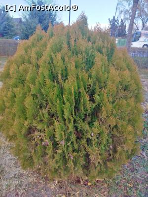 [P11] Parcul Marghiloman, Buzău, thuja » foto by Mioritik
 - 
<span class="allrVoted glyphicon glyphicon-heart hidden" id="av1296519"></span>
<a class="m-l-10 hidden" id="sv1296519" onclick="voting_Foto_DelVot(,1296519,17366)" role="button">șterge vot <span class="glyphicon glyphicon-remove"></span></a>
<a id="v91296519" class=" c-red"  onclick="voting_Foto_SetVot(1296519)" role="button"><span class="glyphicon glyphicon-heart-empty"></span> <b>LIKE</b> = Votează poza</a> <img class="hidden"  id="f1296519W9" src="/imagini/loader.gif" border="0" /><span class="AjErrMes hidden" id="e1296519ErM"></span>