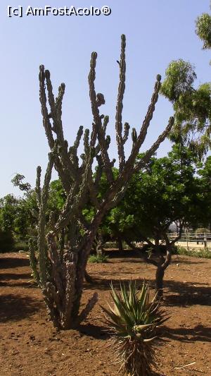 [P10] Gradina Botanica Argotica. Arbusti si plante exotice. » foto by ovidiuyepi
 - 
<span class="allrVoted glyphicon glyphicon-heart hidden" id="av1231505"></span>
<a class="m-l-10 hidden" id="sv1231505" onclick="voting_Foto_DelVot(,1231505,17454)" role="button">șterge vot <span class="glyphicon glyphicon-remove"></span></a>
<a id="v91231505" class=" c-red"  onclick="voting_Foto_SetVot(1231505)" role="button"><span class="glyphicon glyphicon-heart-empty"></span> <b>LIKE</b> = Votează poza</a> <img class="hidden"  id="f1231505W9" src="/imagini/loader.gif" border="0" /><span class="AjErrMes hidden" id="e1231505ErM"></span>