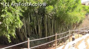 [P28] Colonie de cactusi din Gradina Botanica Argotti. » foto by ovidiuyepi
 - 
<span class="allrVoted glyphicon glyphicon-heart hidden" id="av1231523"></span>
<a class="m-l-10 hidden" id="sv1231523" onclick="voting_Foto_DelVot(,1231523,17454)" role="button">șterge vot <span class="glyphicon glyphicon-remove"></span></a>
<a id="v91231523" class=" c-red"  onclick="voting_Foto_SetVot(1231523)" role="button"><span class="glyphicon glyphicon-heart-empty"></span> <b>LIKE</b> = Votează poza</a> <img class="hidden"  id="f1231523W9" src="/imagini/loader.gif" border="0" /><span class="AjErrMes hidden" id="e1231523ErM"></span>